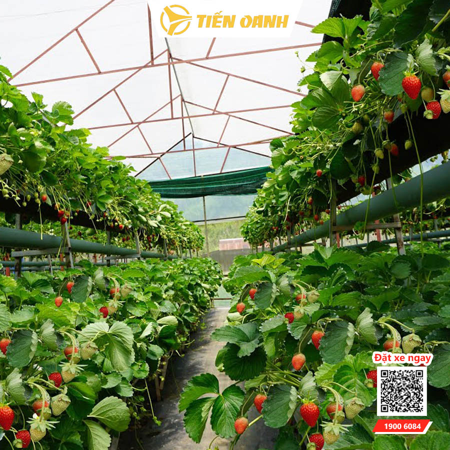 Đà Lạt là điểm du lịch với nhiều địa danh hấp dẫn